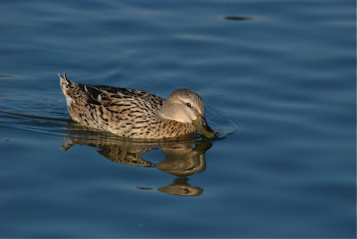 Germani a Orbetello